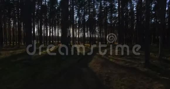 日落时透过松林中的树木鸟瞰阳光视频的预览图
