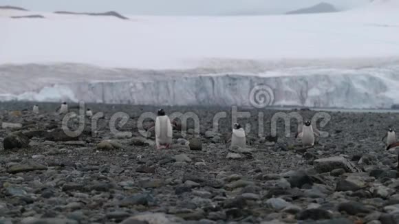 三只企鹅成群结队地走在石头上安德列夫视频的预览图