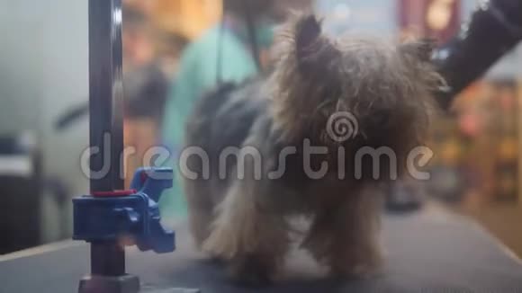 可爱的狗在动物沙龙里洗过澡和梳洗4K视频的预览图