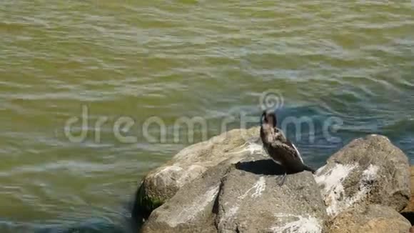 野鸟大坐在海里的岩石上视频的预览图
