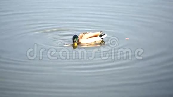 一只鸭子在池塘里游泳吃东西视频的预览图