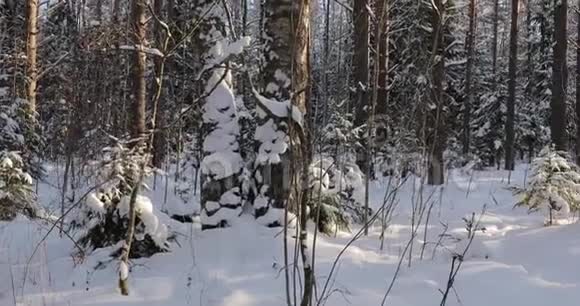 冬林一个晴天从左到右的平稳运动视频的预览图
