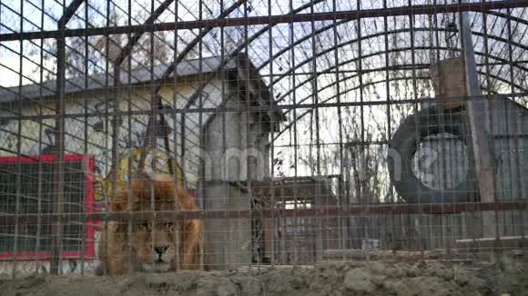 动物园里的狮子引起注意视频的预览图