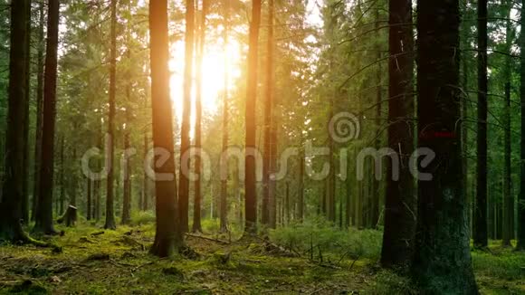 春天寂静的森林有美丽明亮的阳光延时拍摄视频的预览图