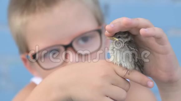 孩子们抓住了麻雀看着它们的手尊重自然和动物的概念视频的预览图