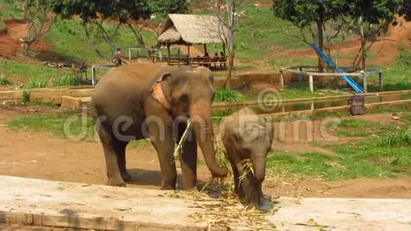 大象和小牛在村子附近吃东西视频的预览图