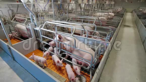 现代工业养猪场视频的预览图