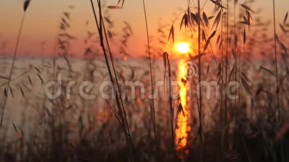 日落时分海岸上生长着野麦和高大的草视频的预览图