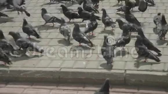 一群鸽子走着然后飞走了视频的预览图