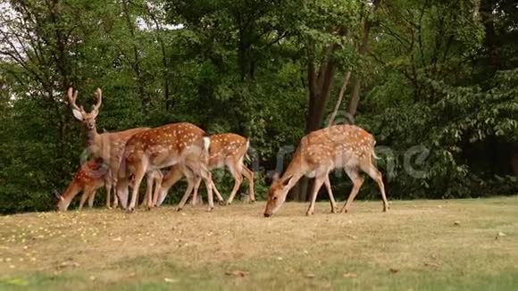 斯里兰卡国家公园雅拉野性野鹿家族群迁慢动作视频美丽的动物视频的预览图