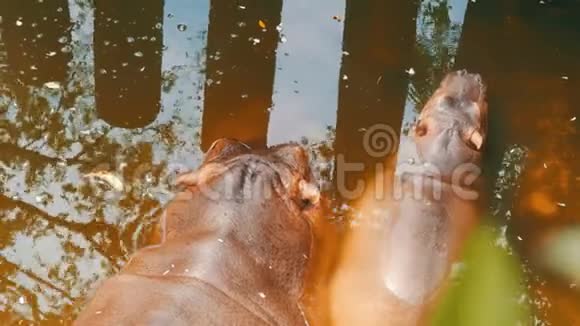 河马躺在动物园的人工池塘里河马妈妈和宝宝躺在水里视频的预览图