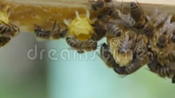 高清蜂窝上的蜜蜂近景视频的预览图