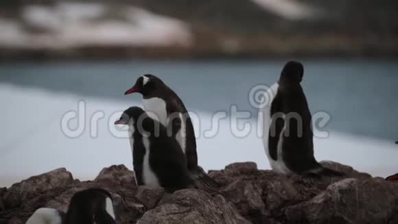 企鹅在岩石上互相喂食安德列夫视频的预览图