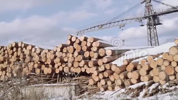 伐木厂外雪中砍倒树木原木的成堆全景视频的预览图