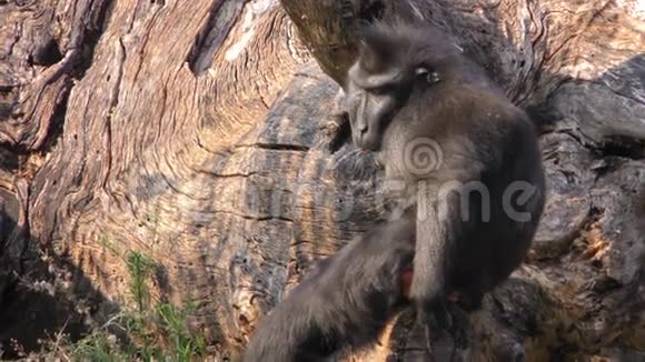 大自然干柴上的猴子视频的预览图
