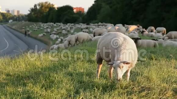 德国汉堡市一条街旁一只羊在羊群前咀嚼视频的预览图