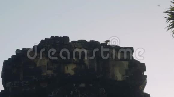 清晨吴哥窟寺庙废墟中的猴子观视频的预览图