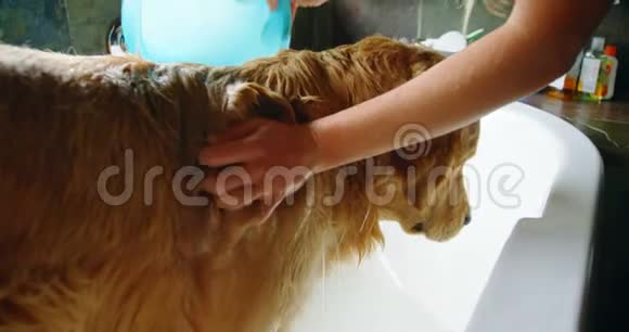 女人在浴室洗她的狗视频的预览图