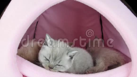 猫睡在宠物帐篷里视频的预览图