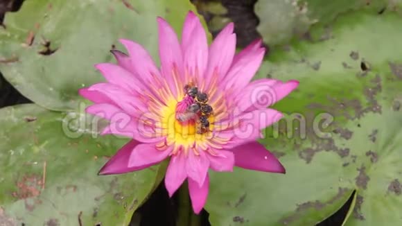 紫色的水花和许多蜜蜂收集的甜蜜视频的预览图