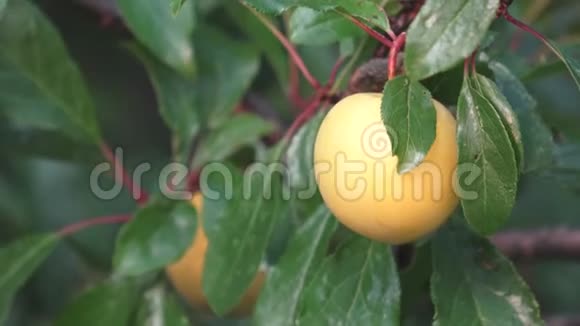 成熟的黄梅树上果树季节性收获视频的预览图