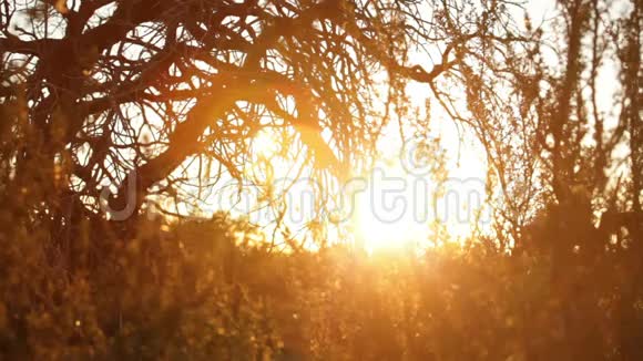 金色的阳光照耀着沙漠树枝视频的预览图