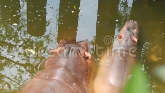 河马躺在动物园的人工池塘里河马妈妈和宝宝躺在水里视频的预览图