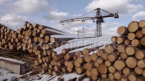 冬天阳光明媚的一天许多被砍伐的树木被雪覆盖视频的预览图