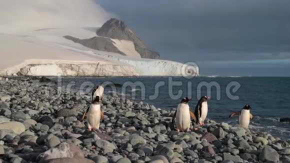 五只企鹅在海边的鹅卵石上行走安德烈夫视频的预览图