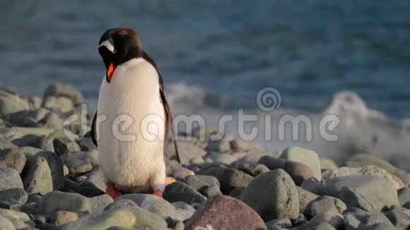 企鹅站在水旁边清洗羽毛安德列夫视频的预览图
