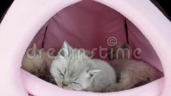猫睡在宠物帐篷里视频的预览图