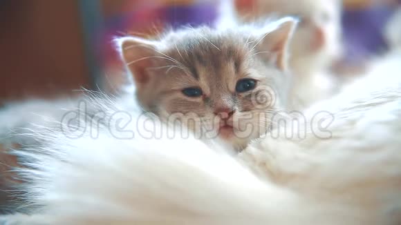 小有趣的白色可爱的小猫睡觉是坐在床上的格子毛毯阳光明媚的早晨猫和小猫宠物视频的预览图