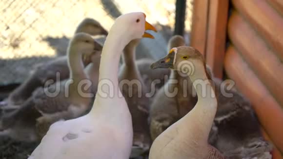 大鹅和小鹅在动物牧场上自由行走农场内可爱的快乐牲畜快乐的鸟类家庭视频的预览图