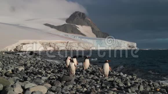 五只企鹅站在靠近水面的鹅卵石上环顾四周安德烈夫视频的预览图