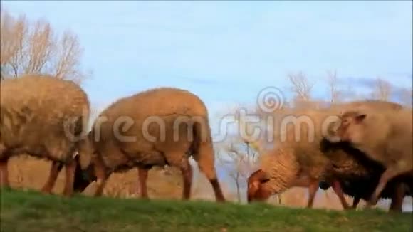 绵羊在奔跑视频的预览图