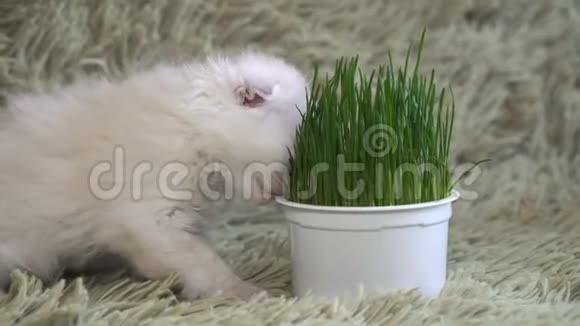 白幼猫嗅着盆栽视频的预览图
