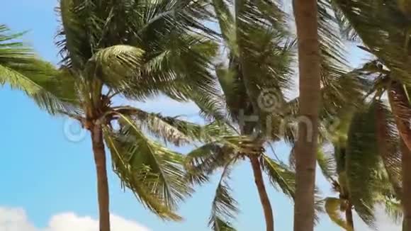 蓝天背景上的热带棕榈树椰子棕榈树和树叶在夏天的海滩上随风摇曳视频的预览图