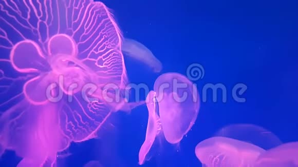 4K一组荧光粉水母在水族馆游泳池游泳透明水母水下镜头发光美杜莎视频的预览图