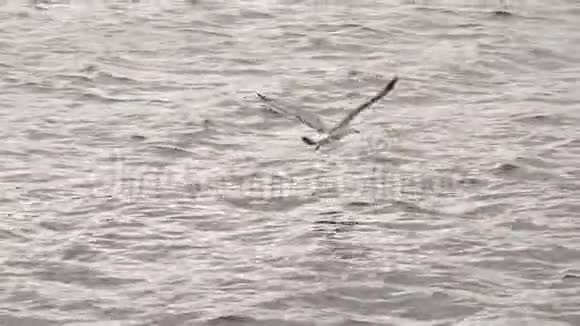 饥饿的海鸥盘旋在蓝色的河流上捕捉鱼海景视频的预览图