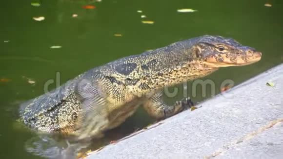 监控蜥蜴爬出池塘视频的预览图
