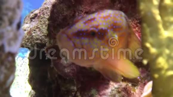 珊瑚石斑鱼头孢粉小鱼水下红海视频的预览图
