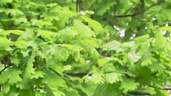 鲜嫩的绿橡木叶在明亮的阳光下关门视频的预览图