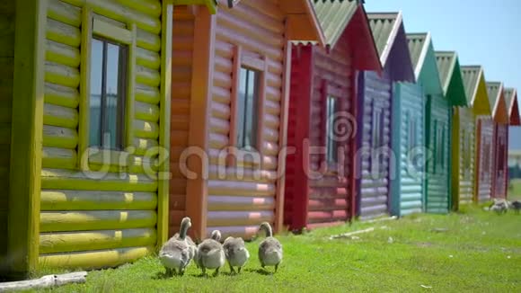 大鹅和小鹅在动物牧场上自由行走农场内可爱的快乐牲畜快乐的鸟类家庭视频的预览图