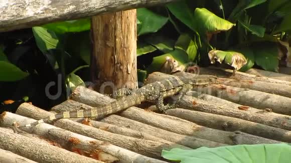监控蜥蜴穿过木桥视频的预览图