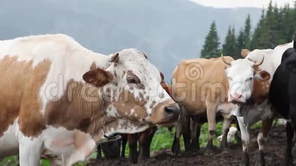 牛在农场里咀嚼食物视频的预览图