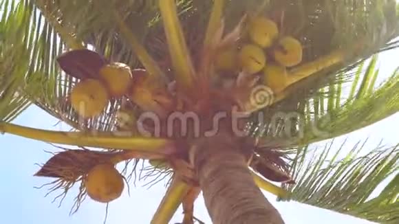 椰子棕榈叶在蓝天背景上随风摇曳棕榈叶在夏日的天空背景上随风飘扬棕榈视频的预览图