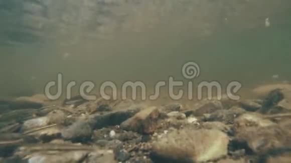 小鱼在山河里游泳视频的预览图