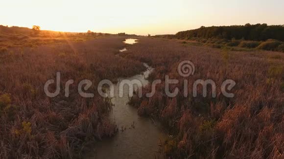这条窄河长满了芦苇沿着一条狭窄的河流飞行日落的阳光视频的预览图