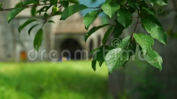 古代亚美尼亚教堂前的树叶视频的预览图