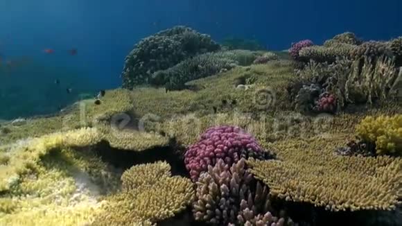 科鱼类比科拉勒Acropora细胞珊瑚水下视频的预览图